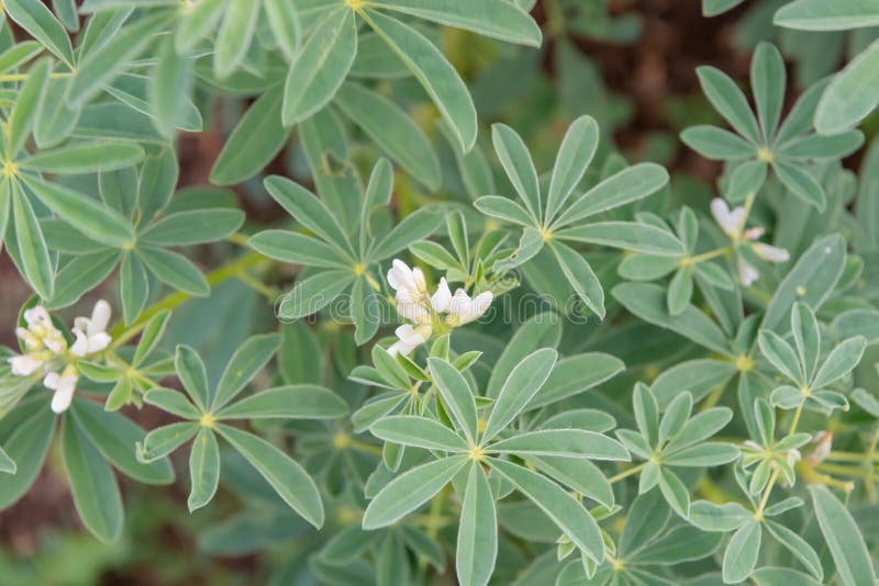 White lupin Lupinus albus, white flowers and leaves